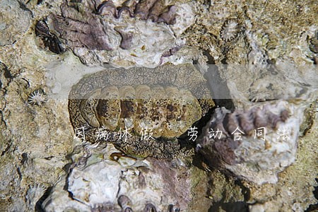 因病休假 劳动合同法 因病休假 劳动合同法